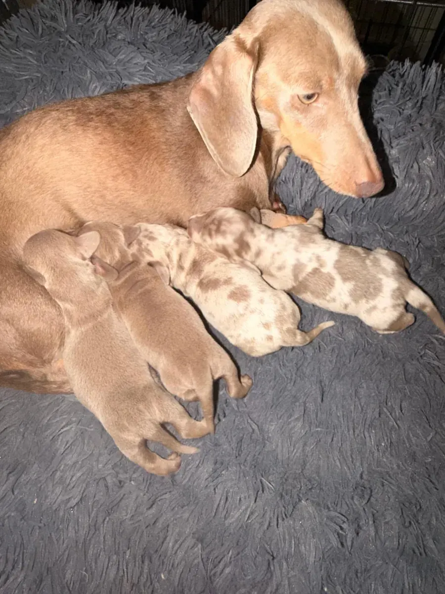 Moeder met haar nestje pups
