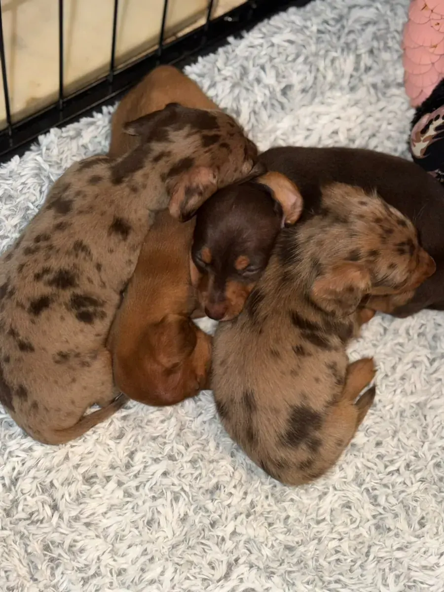 Een nestje teckelpups samen in de bench