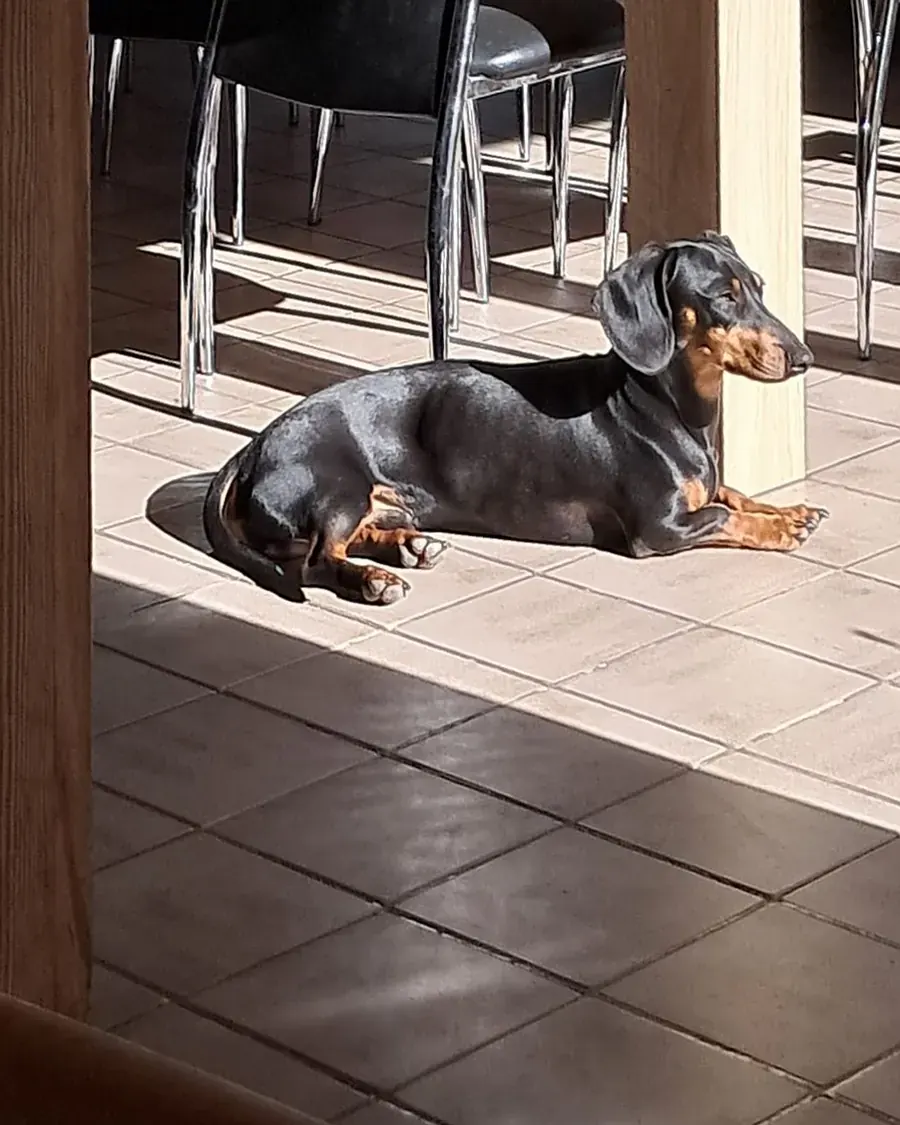 Zwart-tan teckel ligt in de zon