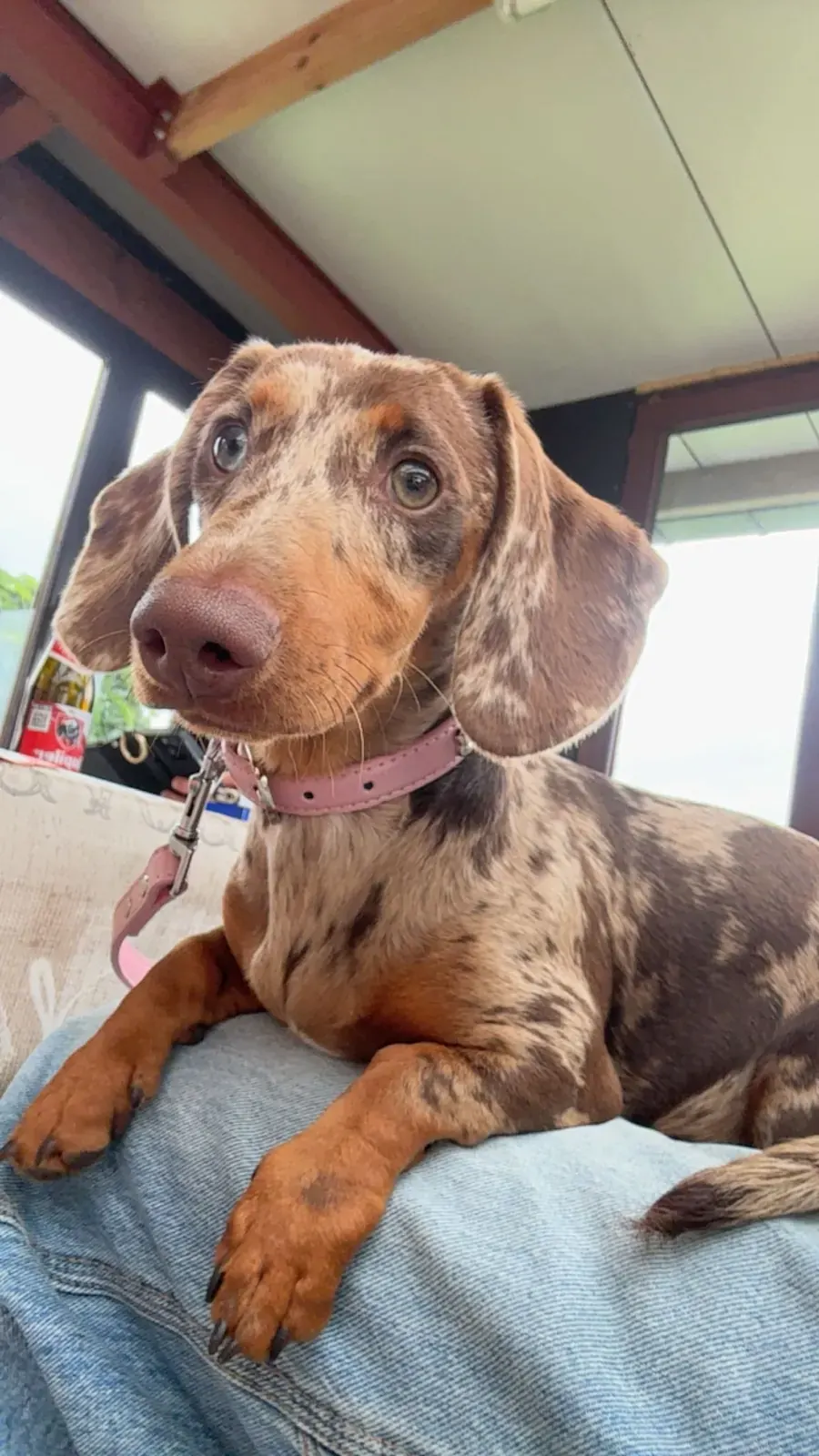 Tijgerteckelpup op schoot