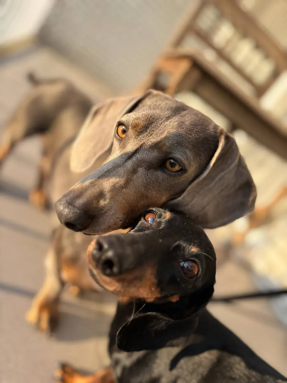 Twee teckels samen